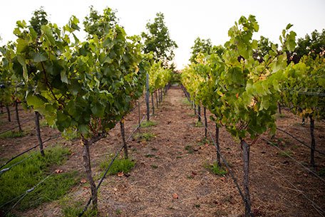 J Vineyards & Winery