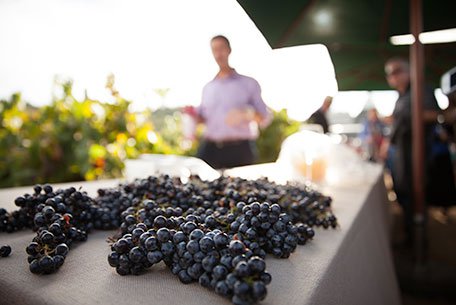 Francis Ford Coppola Winery