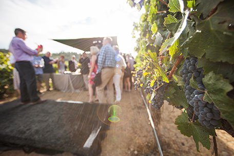 Francis Ford Coppola Winery