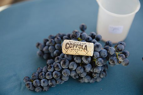 Francis Ford Coppola Winery