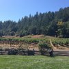 MacMurray Estate Vineyards