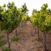J Vineyards & Winery