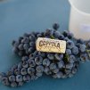 Francis Ford Coppola Winery
